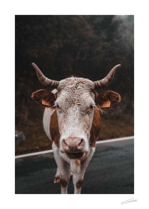 Cow